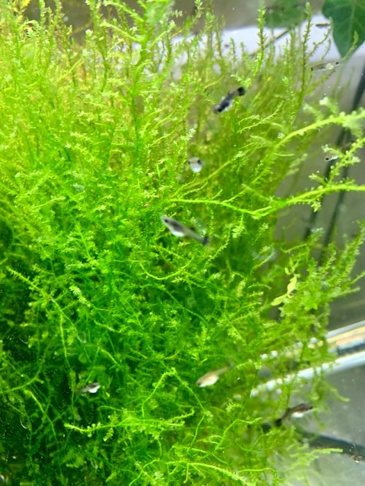 Mech moss idealny dla krewetek