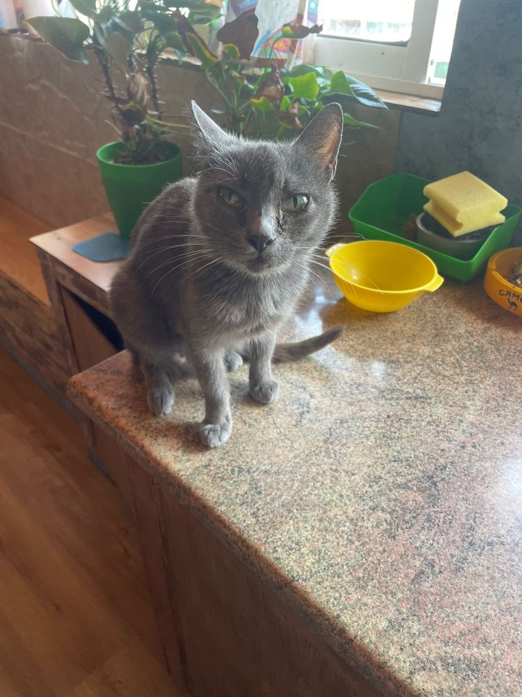 Gatinhos e gata para adoção