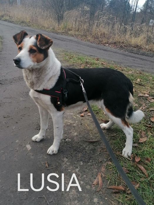 LUSIA spokojna suczka szuka domu