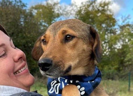 Піксель. Розумний песик шукає дім, в добрі руки