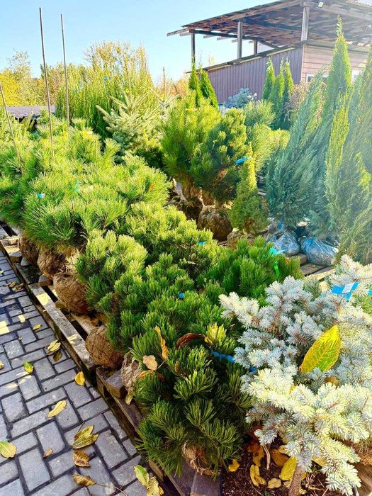 Продам туї, сосни, ялини, ялівці, гортнзії, магноліі, троянди