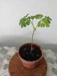 vendo planta moringa