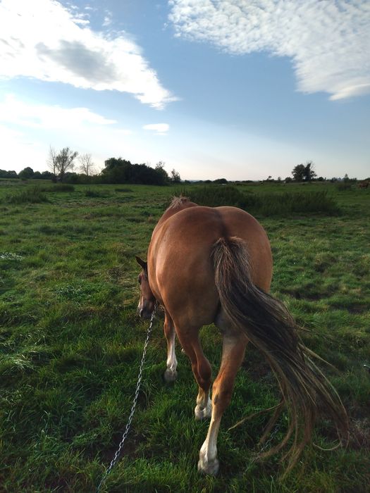 Продам коня. Новоалександровский ваговоз