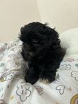 Suczka shih tzu czarna