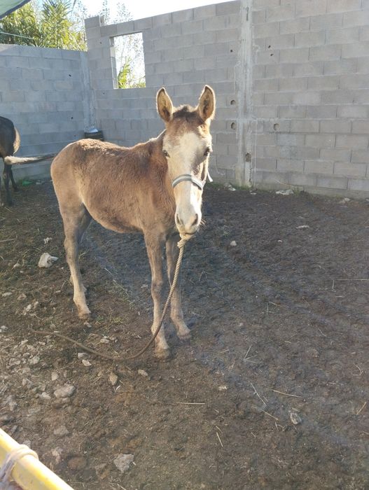 Poldro lusitano oportunidade