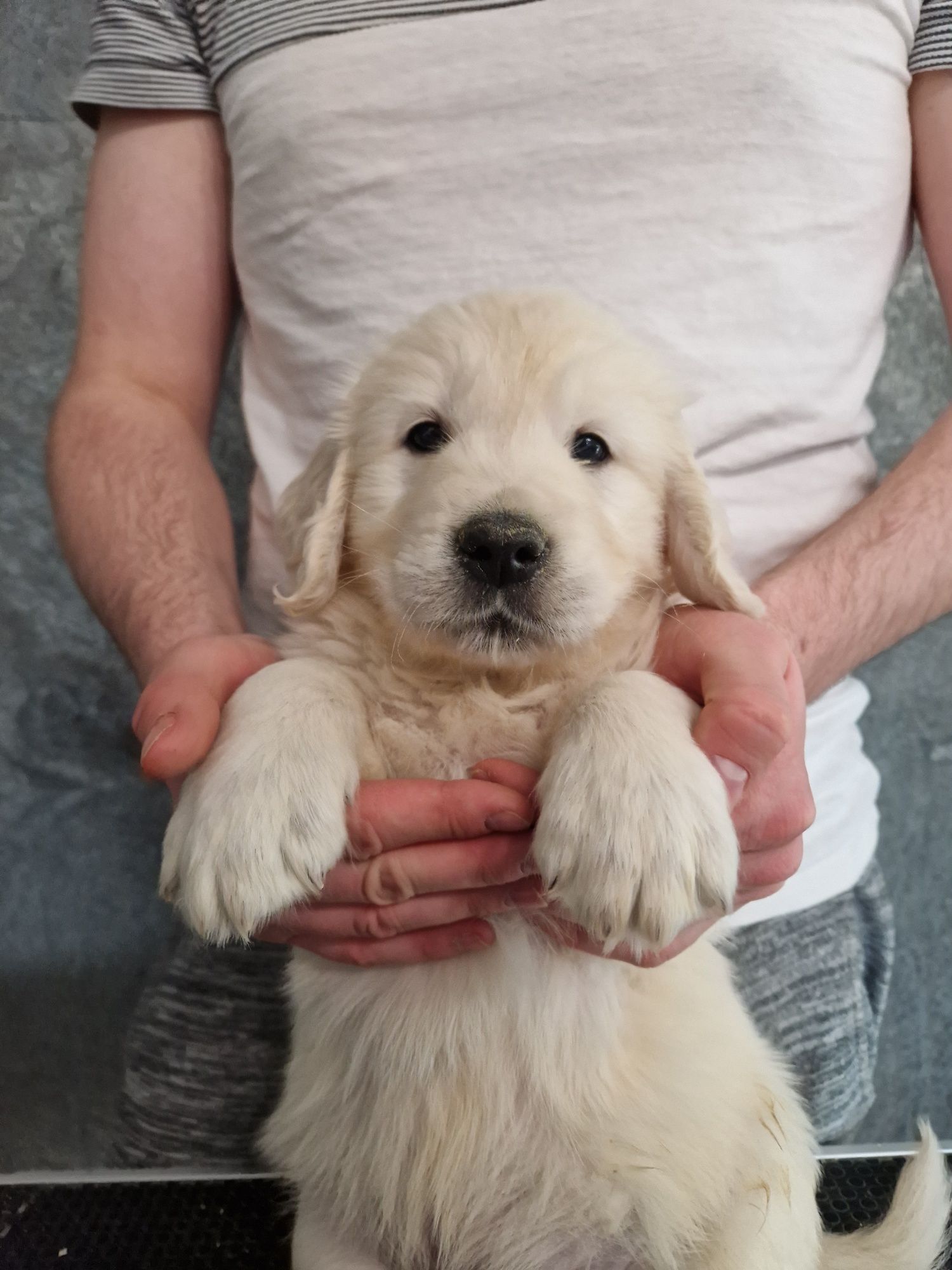 Golden retriever po championach Związek Kynologiczny w Polsce FCI