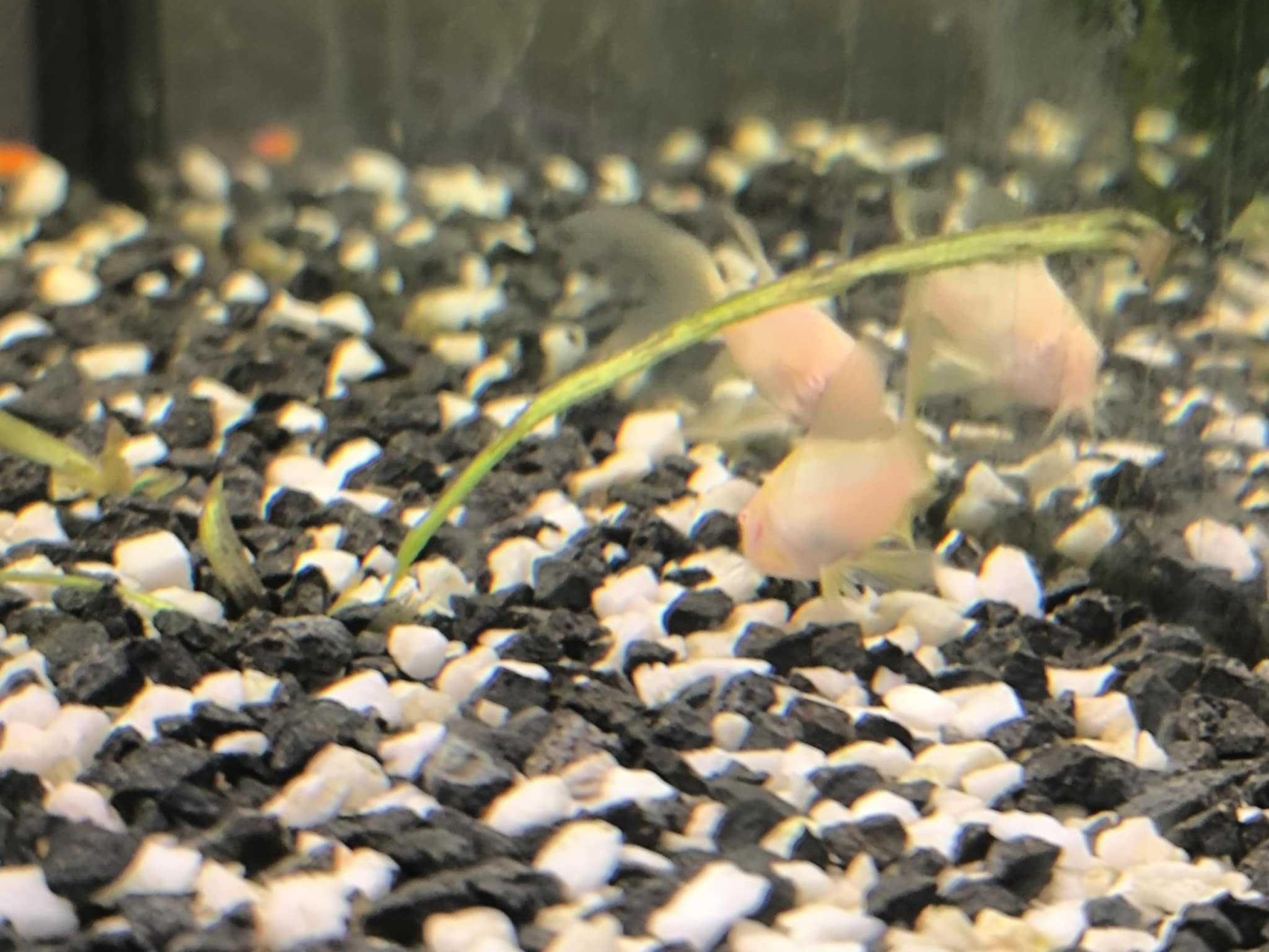 kirysek weloniasty albinos