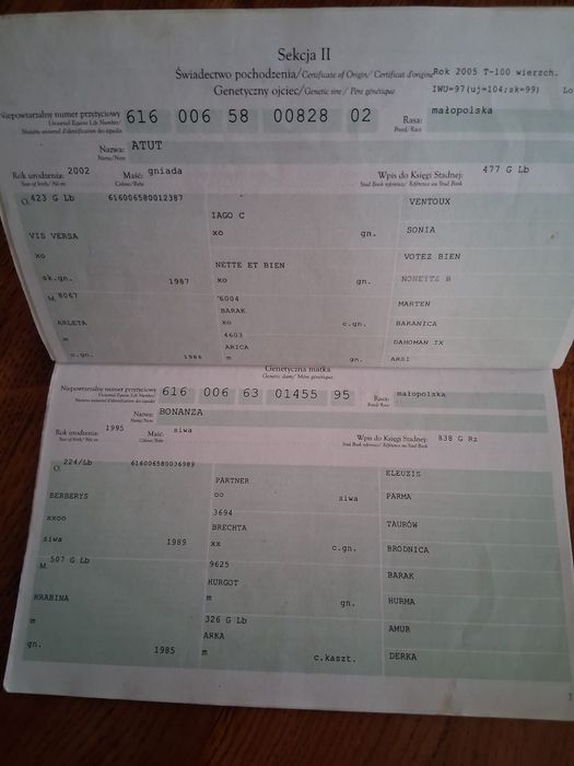 Sprzedam klacz malopolską