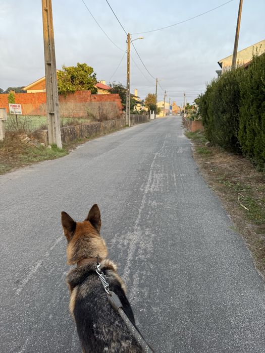 Passeadora de cães