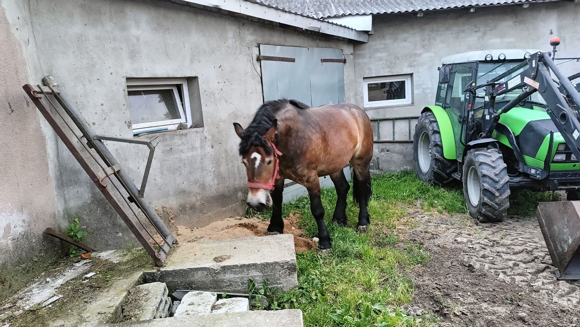 Klacz Zimnokrwista 3latka