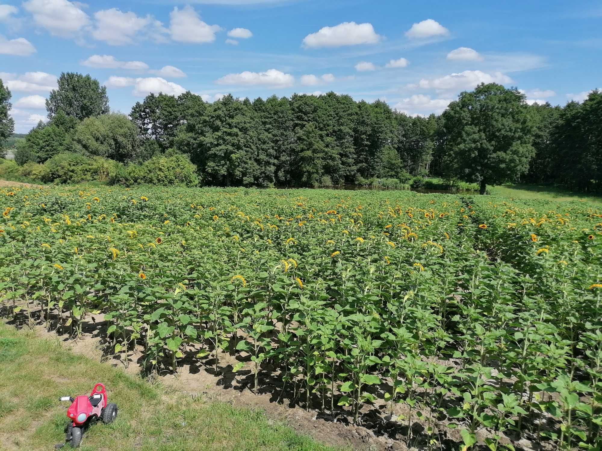 Sprzedam kwiat cięty słonecznika ozdobnego