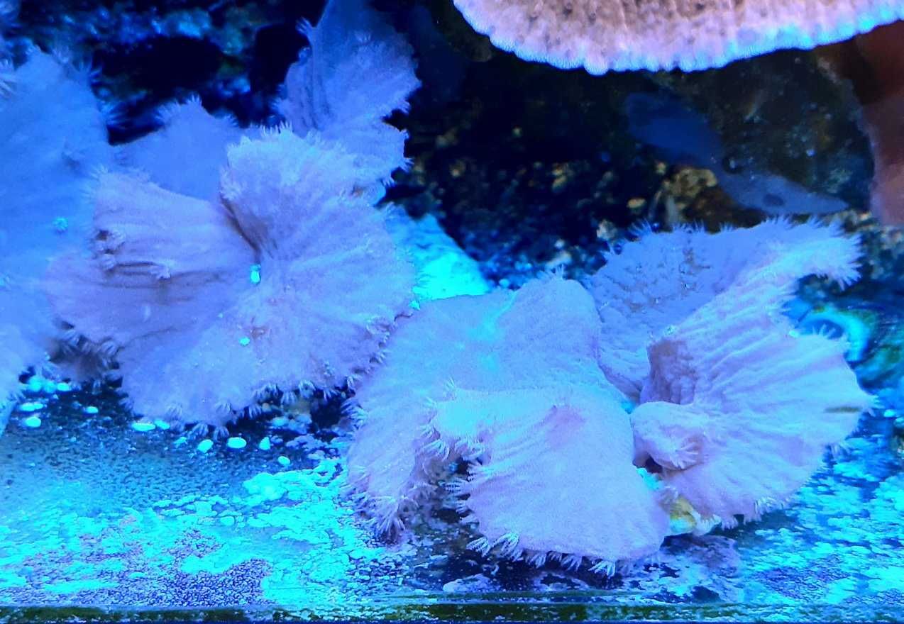 Sinularia brassica,koralowiec,morskie
