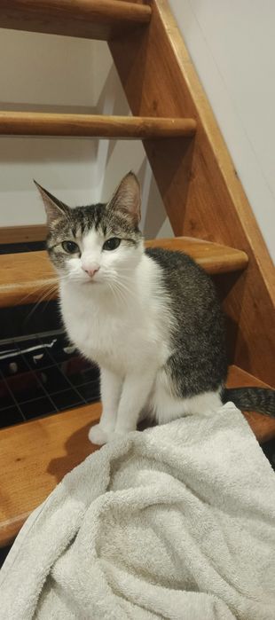 Dwie kotki szukają domu