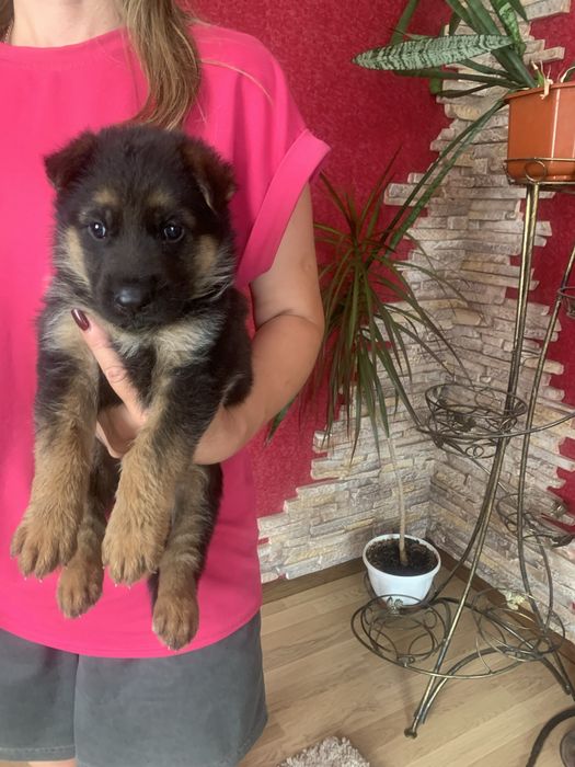 Продам щенят Німецької вівчарки