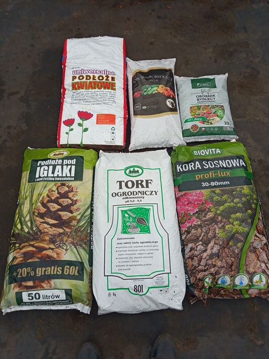 Tuja Szmaragd 110-125cm