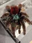 Caribena Versicolor