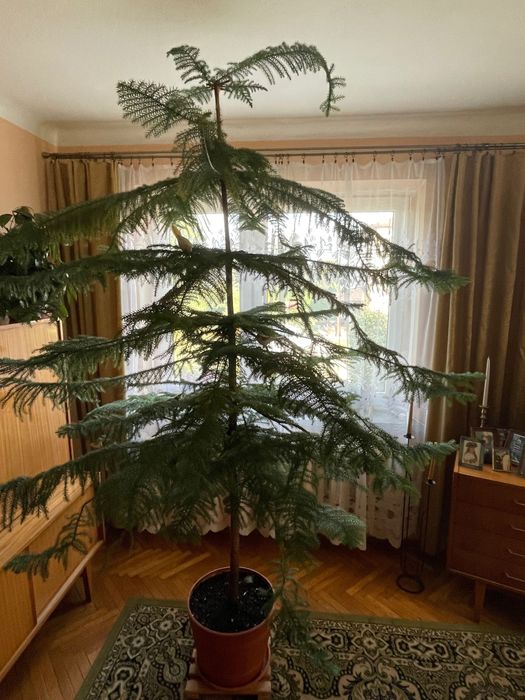 Araukaria 2,70m w doniczce