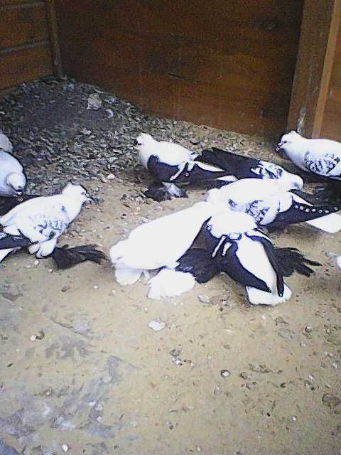 Czajki saksońskie czarne  łuskowane cena 100 zl