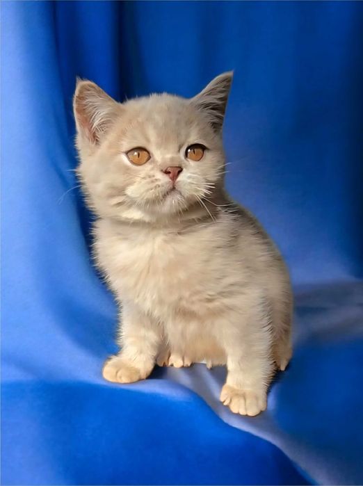 British Shorthair lilás macho com Lop