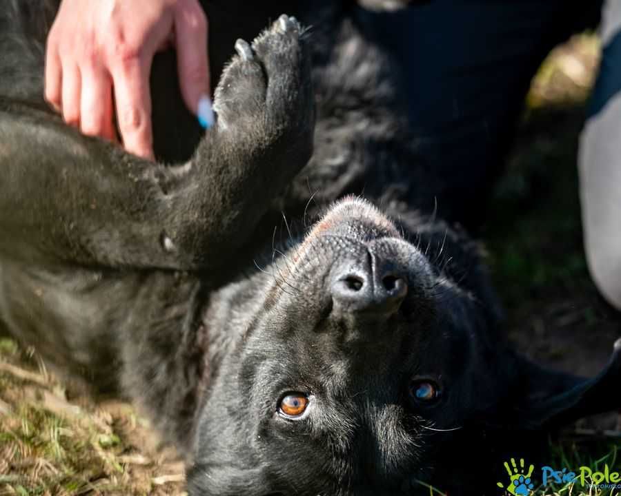 DOLARS - miły, kontaktowy psiak w typie rasy labrador