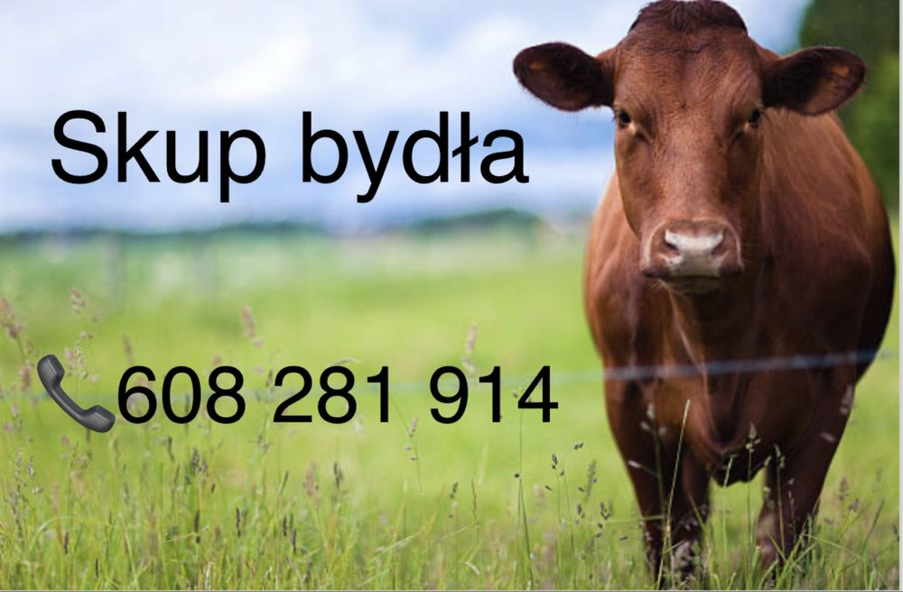 Skup bydła rzeźnego.Byk jałówka krowa.Płatność GOTÓWKĄ