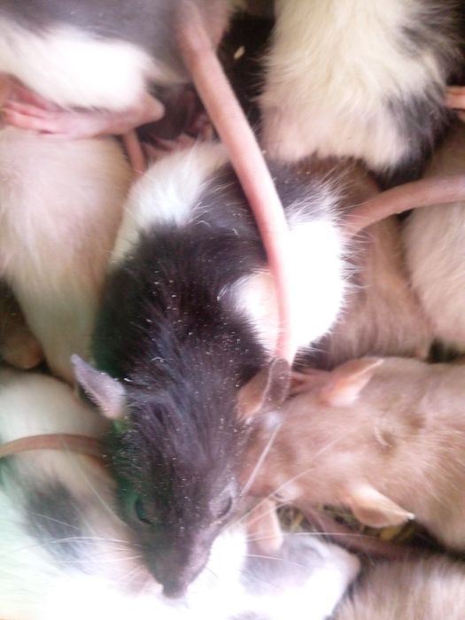 Крисята, декоративні криски, домашні щурики