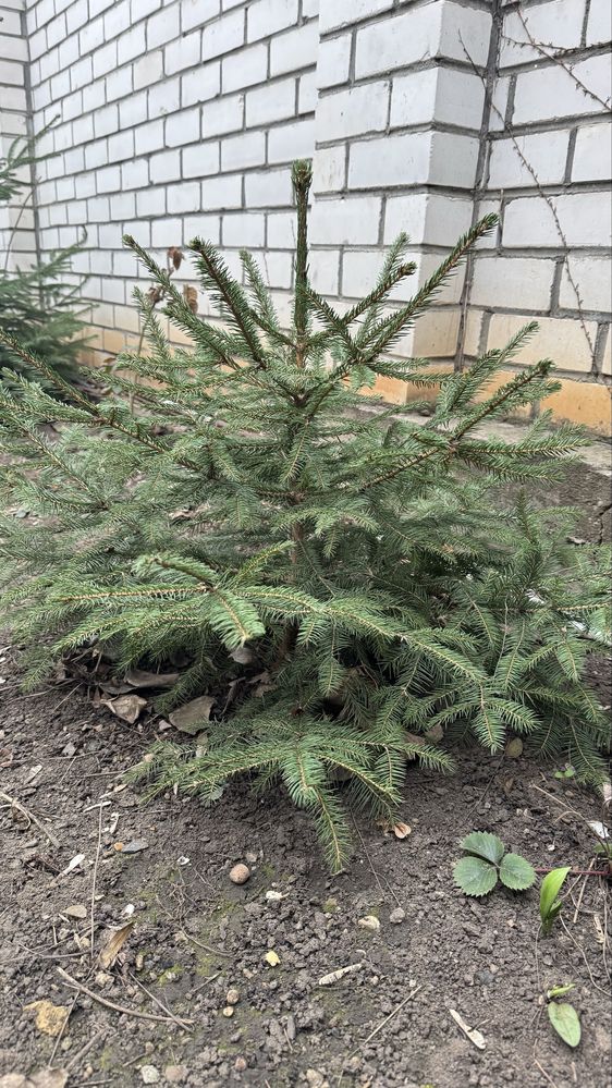 Ялинка з Закарпаття