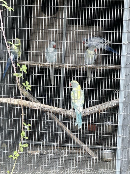 Ring neck violeta malhado