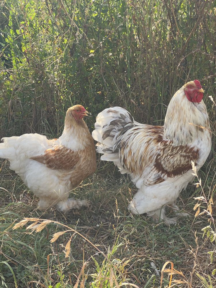 Ovos brahma red pyle