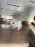 Szpic pomeranian miniaturowy chlopczyk