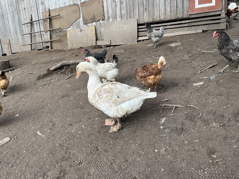 Gęś z tego roku i 2 z tamtego roku