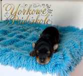 Wyjątkowa suczka Yorkshire Terrier - m. Czarna o. Merle