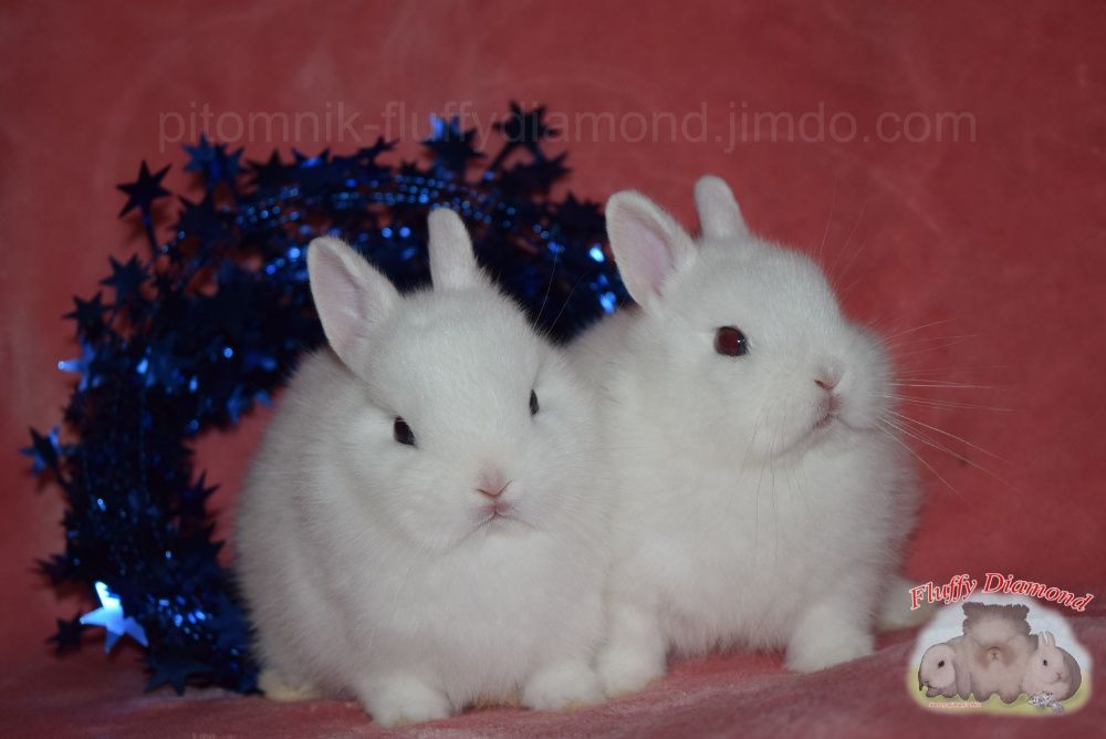 Чистопородные гермелины из питомника Fluffy Diamond.Самые маленькие