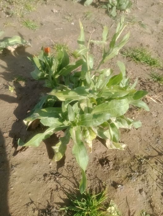 Nagietek lekarski sadzonki 10szt