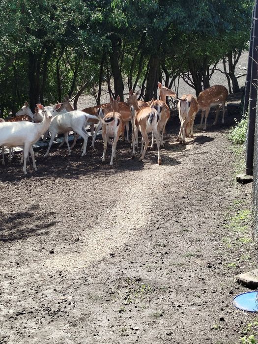 Sprzedam młode daniele.