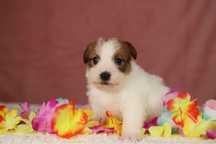 suczka Jack Russell terrier ZKWP/FCI szorstkowłosa