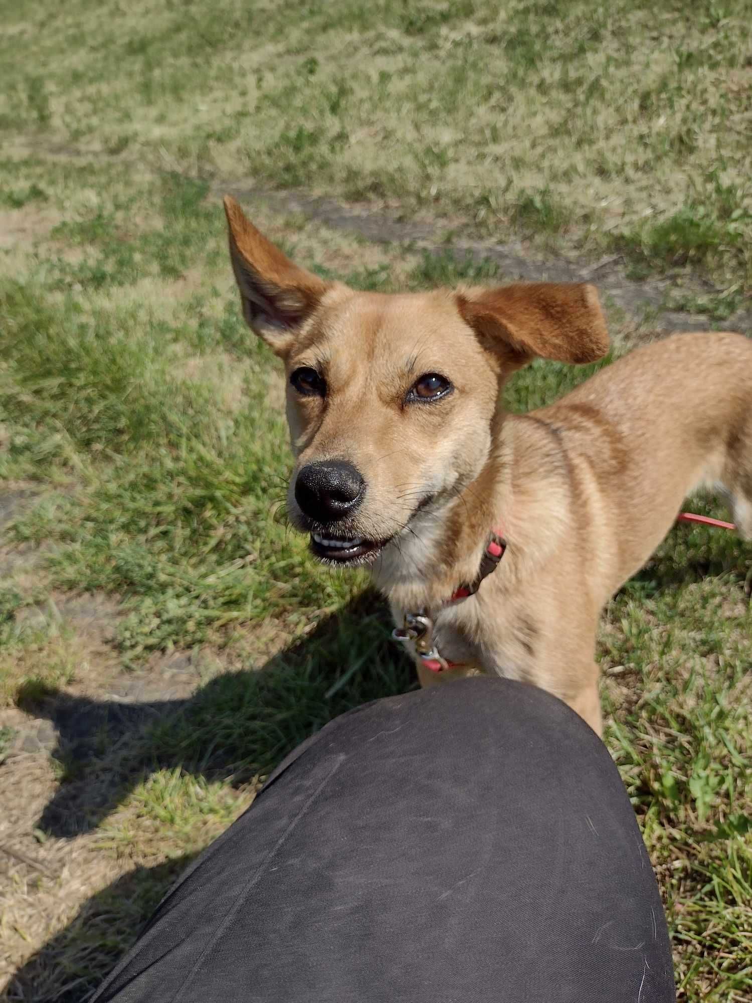 Sula poleca się do adopcji:)