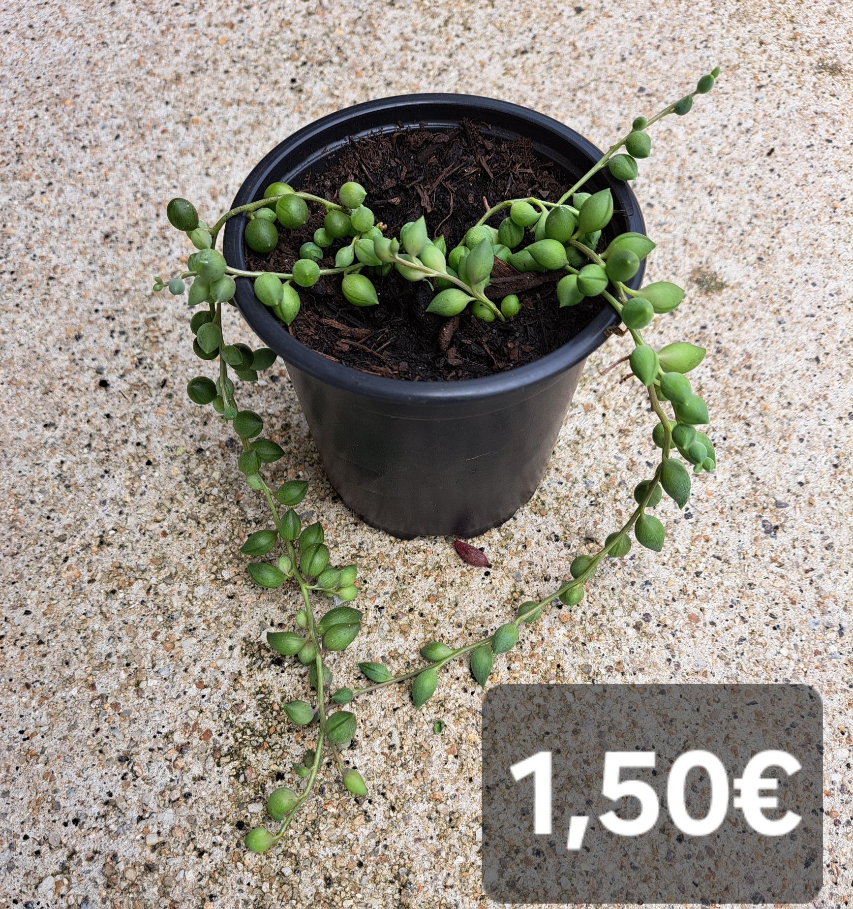 Plantas suculentas