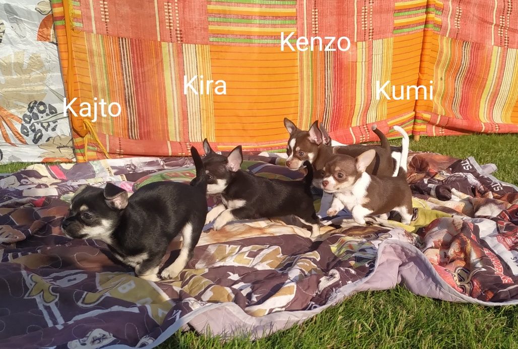 Piesek Chihuahua krótkowłosy