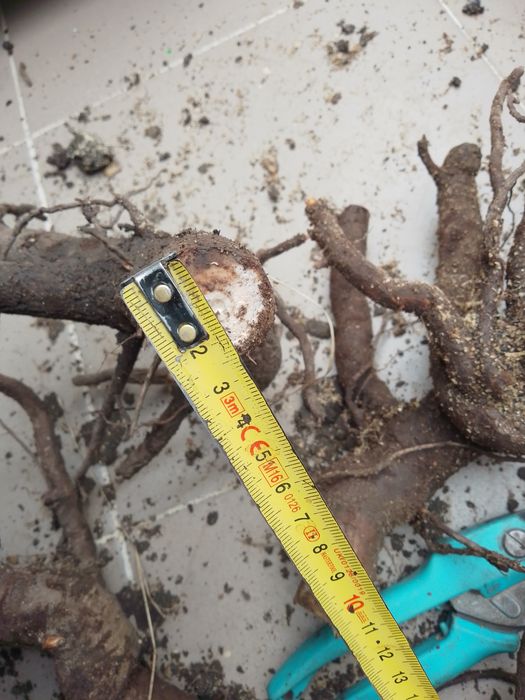 Павловния.Павловнія. Річні саджанці сортів Войлочна,ШанТонг,ПаоТонгZ07