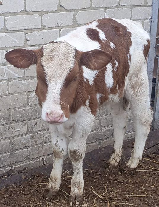 Корова,телка,бык продам