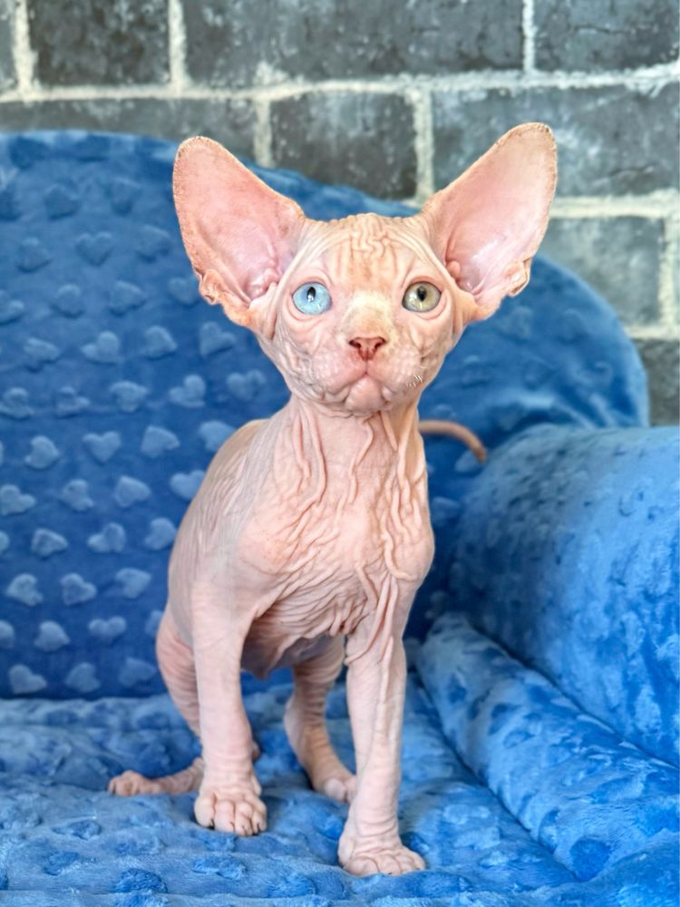 YoYo kocurek sfinks z heterochromią (odd eyes)