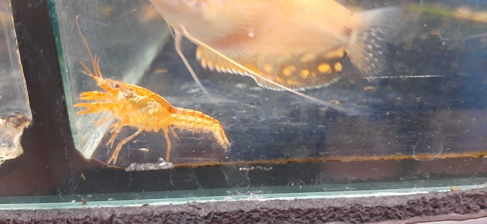 Rak z Patzcuaro CPO orange