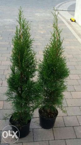 Tuja szmaragd, brabant, świerk, jodła, sosna,SADZIMY