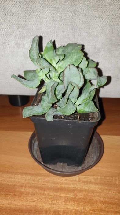 Grubosz , Arborescens lub undulatifolia 'Blue Hale'