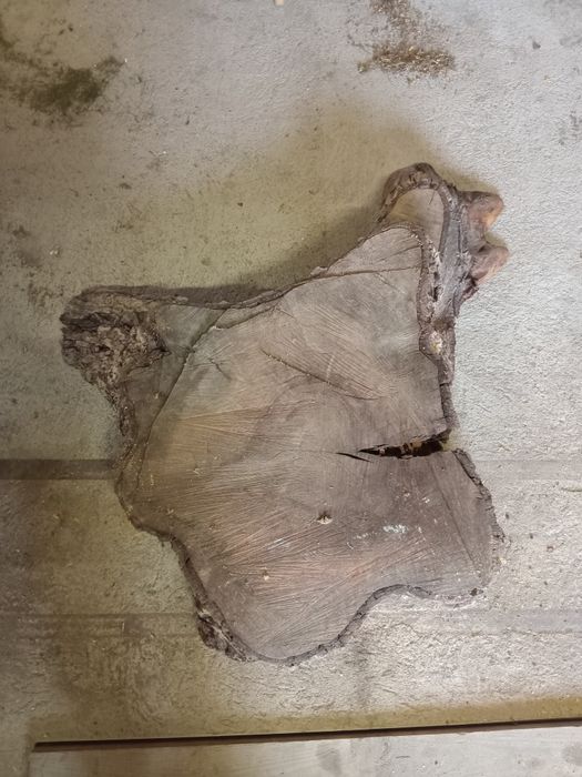 Pień, deska na stół, orzech włoski, odziomek, blat