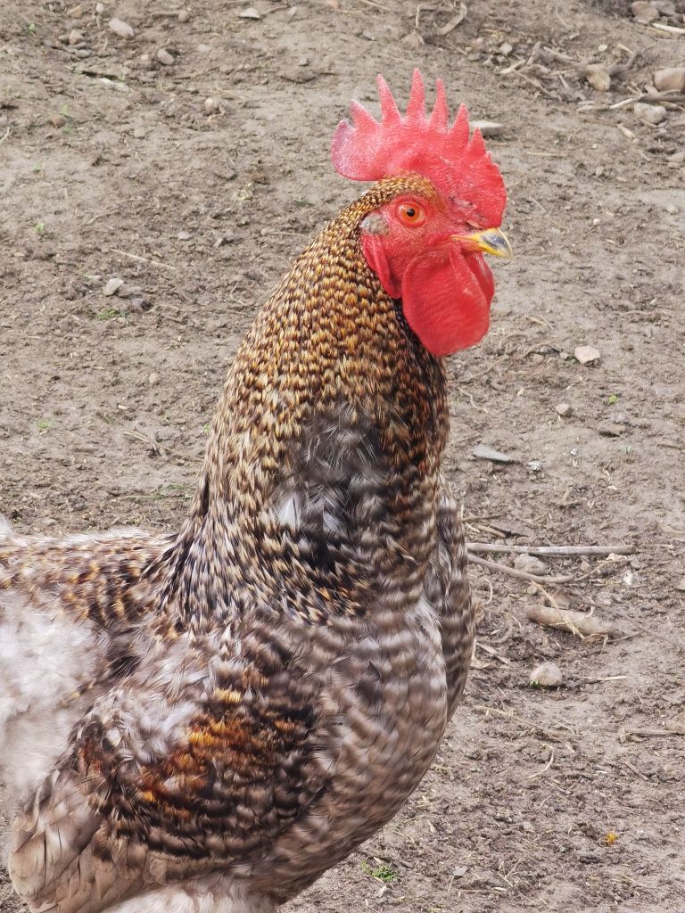 Noclegi Agroturystyka Miejsce z klimatem