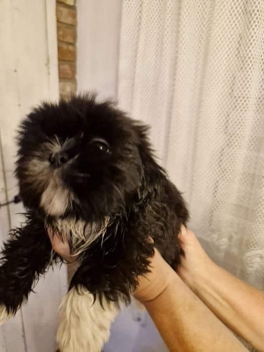 Przepiękne szczenięta