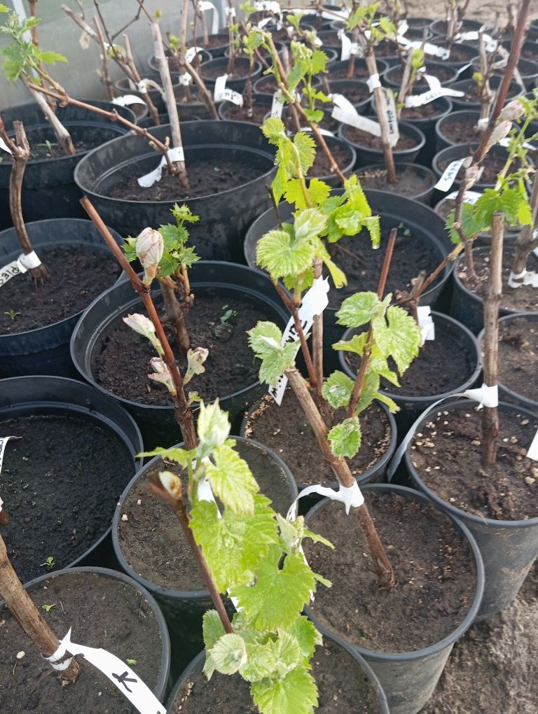 Sadzonk,i winogron , winorośli, deserowych.