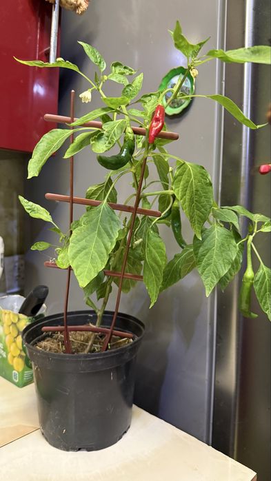 Перец декоративный